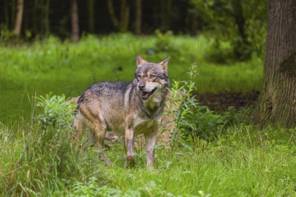 An adult male eurasian gray wolf (Canis lupus lupus) stands at the edge of the forest and watches something