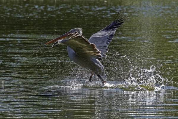 Pelican (Pelecanidae, Pelecanus), starts in the water, captive, Germany, Europe