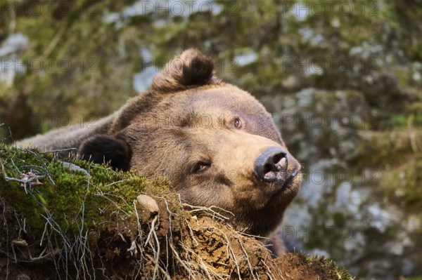 European brown bear (Ursus arctos arctos) portrait in a forest, Bavaria, Germany, Europe