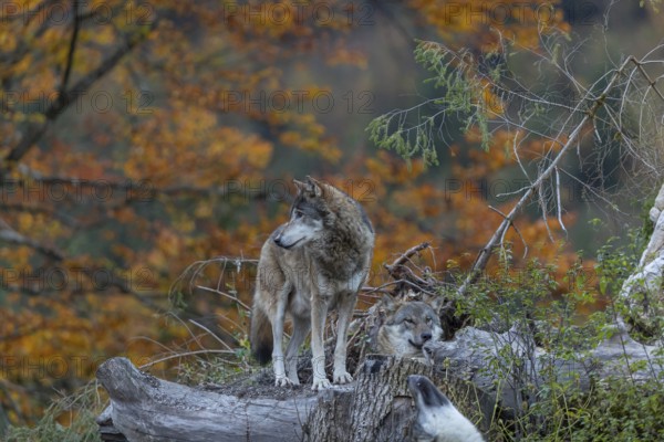 One eurasian gray wolf (Canis lupus lupus) standing on a small hill between logs with a colourful fall foliage in the background, A second wolf resting hidden behind some vegetation