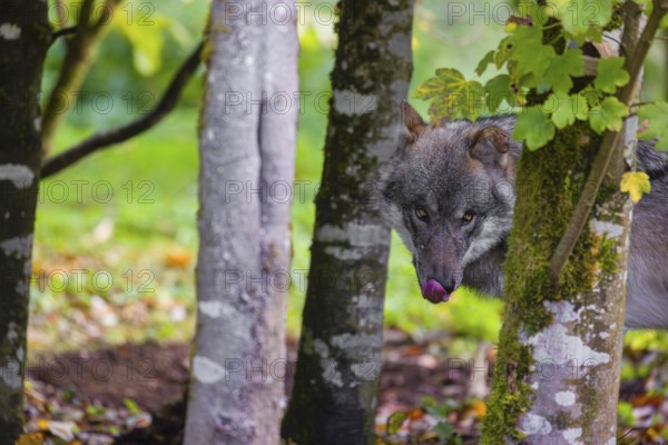 A Eurasian gray wolf (Canis lupus lupus) stands at the edge of a forest, behind some trees