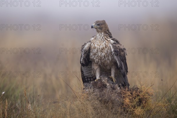 Bonelli's eagle (Aquila fasciata), mantling on tree stump, La Mancha, Spain, Europe