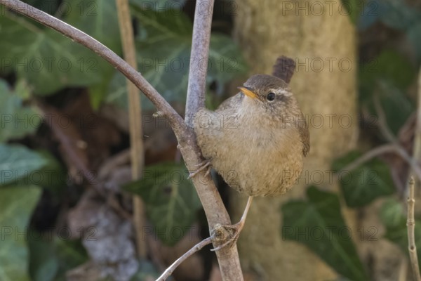A wren (Troglodytes troglodytes) sits quietly on a branch against a natural background, Hesse, Germany, Europe