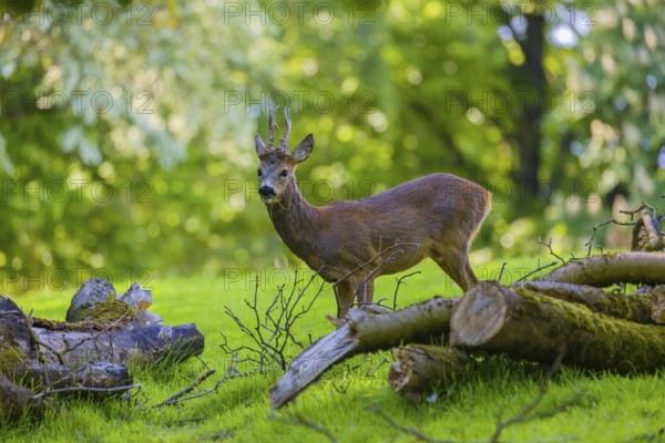 One male Roe Deer, Roe buck (Capreolus capreolus), stands on a meadow behind a cut tree
