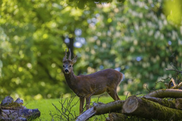 One male Roe Deer, Roe buck (Capreolus capreolus), stands on a meadow behind a cut tree