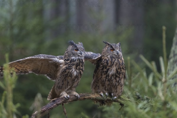 One female and one male Eurasian Eagle Owl, Bubo bubo, perched on a branch. A forest in the background