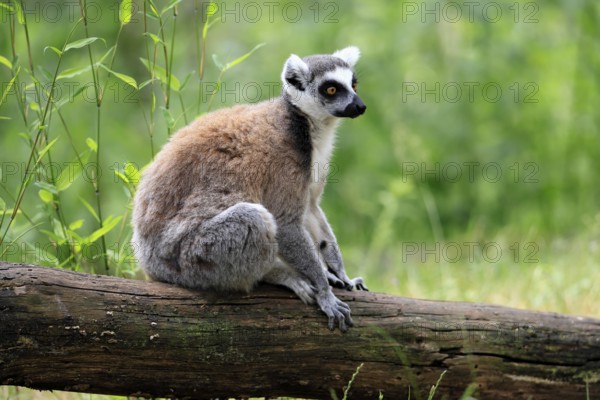 Catta (Lemur catta) adult, sitting on tree, Magaskar