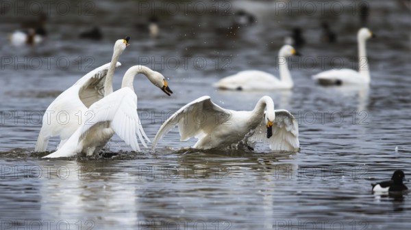 Tundra Swan, Bewick's Swan, Cygnus columbianus at winter in Slimbridge, England, United Kingdom, Europe