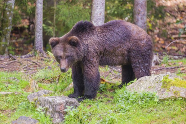 A young male Eurasian brown bear (Ursus arctos arctos) stands on a forest edge