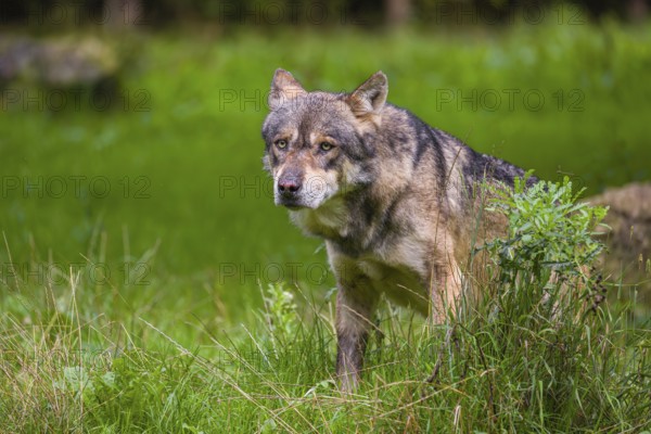 An adult male eurasian gray wolf (Canis lupus lupus) stands at the edge of the forest and watches something