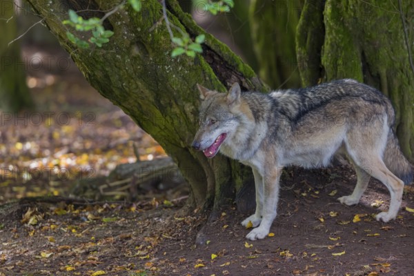 One adult male eurasian gray wolf (Canis lupus lupus) standing in front of an old split tree at a forest edge