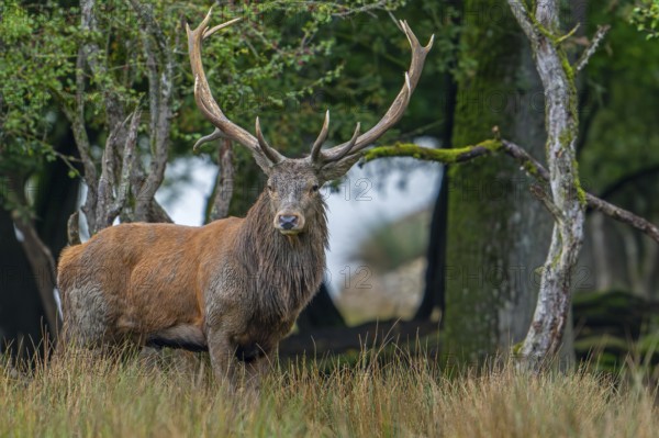 Red deer (Cervus elaphus) stag with big antlers at edge of forest during the rutting season in autumn, fall