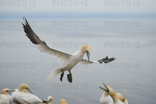 Northern gannet (Morus bassanus) lands in the colony, wildlife, Heligoland, Germany, Europe