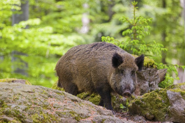 Wild boar (Sus scrofa) forages for food on the forest floor