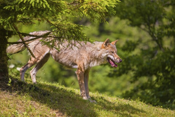 An adult male eurasian gray wolf (Canis lupus lupus) stands on a green meadow on hilly terrain, watching something