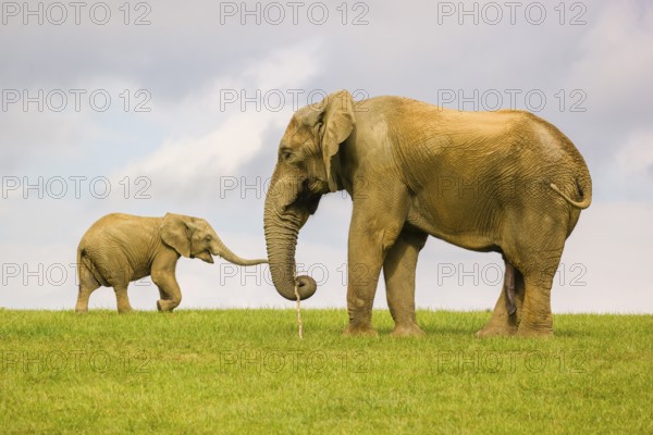 An adult male African elephants (Loxodonta africana) and a juvenile crossing a meadow