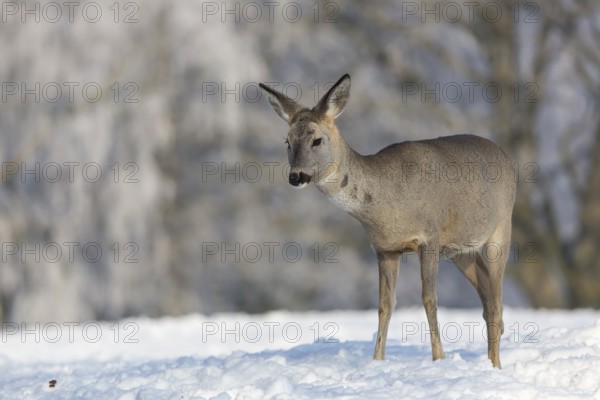 One female Roe Deer, (Capreolus capreolus), walking over a snowy meadow. Snow covered trees in the background