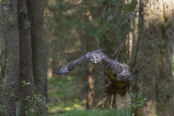 One great grey owl (Strix nebulosa) flying through a forest