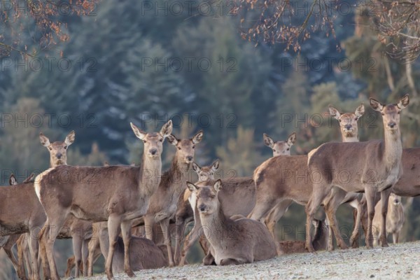 A herd of female red deer (Cervus elaphus) stands in a hoar frosted meadow, A forest can be seen in the background