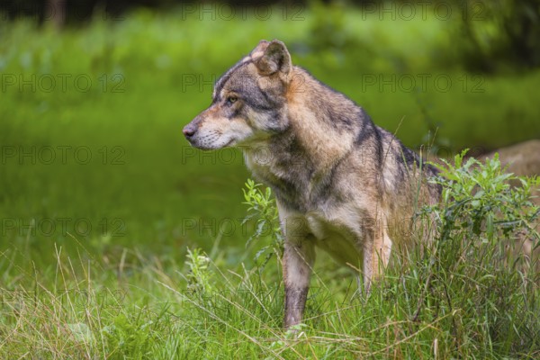 An adult male eurasian gray wolf (Canis lupus lupus) stands at the edge of the forest and watches something