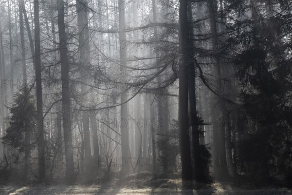 Fog in the coniferous forest, Emsland, Lower Saxony, Germany, Europe