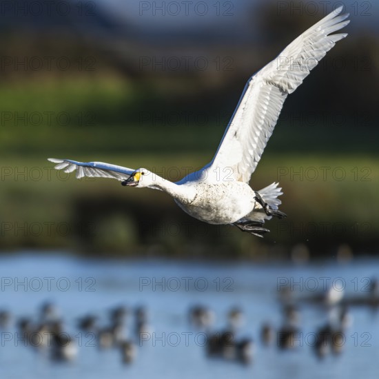 Tundra Swan, Bewick's Swan, Cygnus columbianus in flight at winter in Slimbridge, England, United Kingdom, Europe