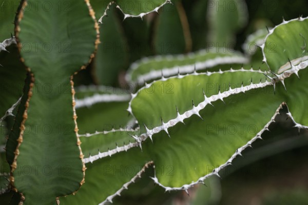 Euphorbia, Princess of Wales Conservatory, Royal Botanic Gardens (Kew Gardens), UNESCO World Heritage Site, Kew, Greater London, England, United Kingdom, Europe