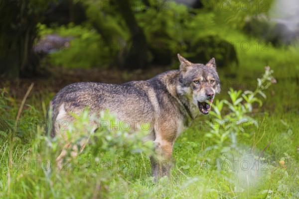 An adult male eurasian gray wolf (Canis lupus lupus) stands at the edge of the forest and watches something