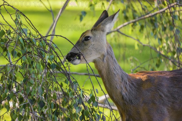 A female roe deer (Capreolus capreolus) eats fresh leaves from a tree