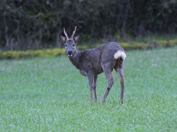 Roe Deer (Capreolus capreolus), standing alert on meadow with bast free horns, county Hessen, Germany, Europe