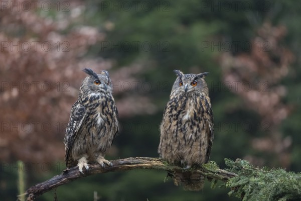 One female and one male Eurasian Eagle Owl, Bubo bubo, perched on a branch. A forest in autumn colors in the background