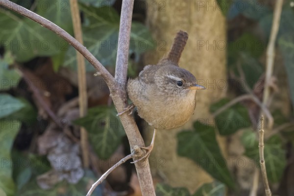A wren (Troglodytes troglodytes) sits gracefully on a branch against a natural background, Hesse, Germany, Europe