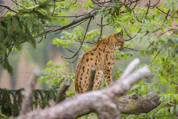 A Eurasian lynx (Lynx lynx) sits in a tree watching something