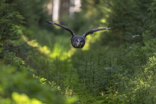 One great grey owl (Strix nebulosa) flying through a forest