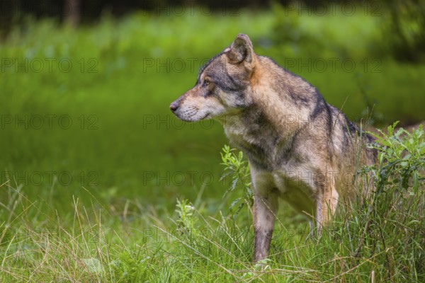 An adult male eurasian gray wolf (Canis lupus lupus) stands at the edge of the forest and watches something