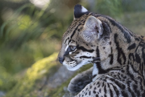 One Ozelot, Leopardus pardalis, side portrait with green vegetation in the background