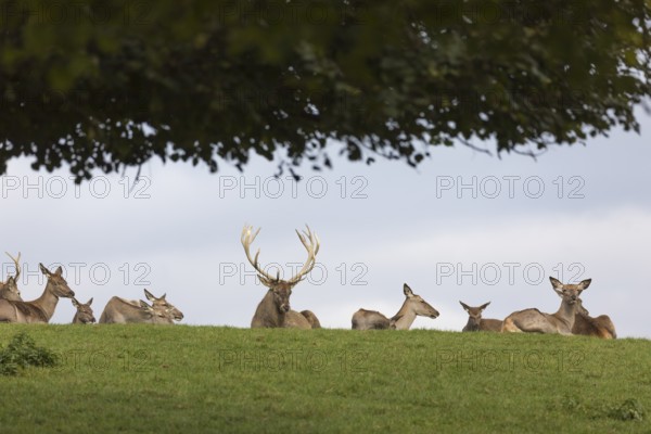 A herd of red deer resting on a meadow in sunshine