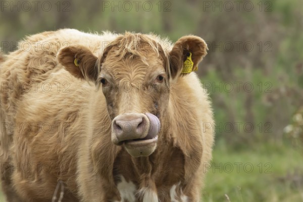 Domesticated cow or cattle (Bos taurus) adult farm animal humourously sticking its tongue out in a grass field, Suffolk, England, United Kingdom, Europe