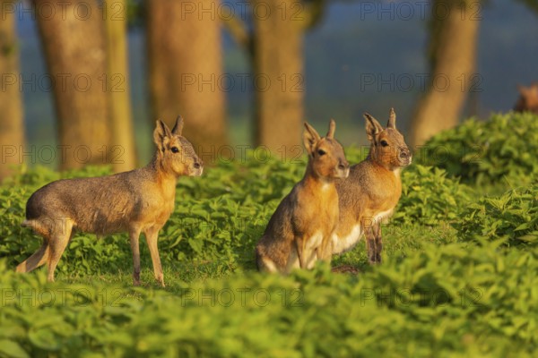 Three Patagonian maras (Dolichotis patagonum) stand on a meadow in early morning light