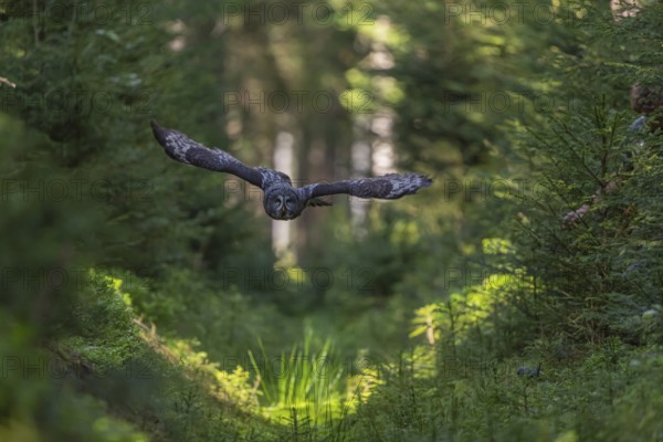 One great grey owl (Strix nebulosa) flying through a forest
