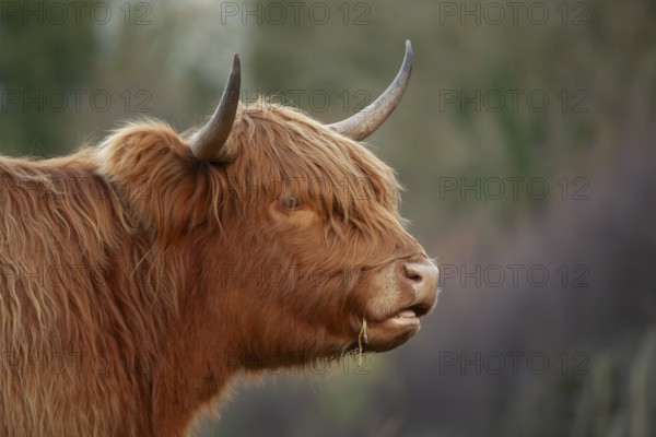 Highland cattle or cow (Bos taurus taurus) adult farm animal head portrait, England, United Kingdom, Europe