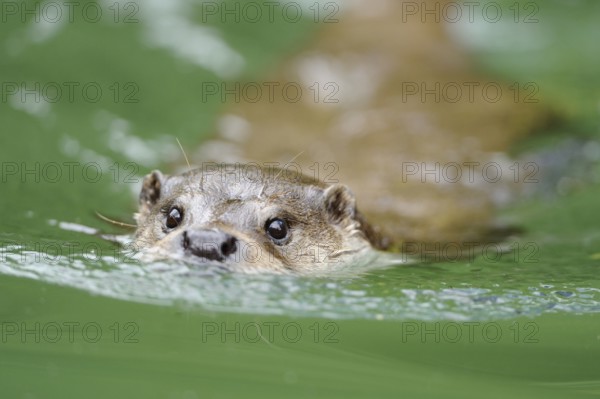 An otter swims in the green water and looks attentively, otter (Lutra lutra), Bavarian Forest National Park