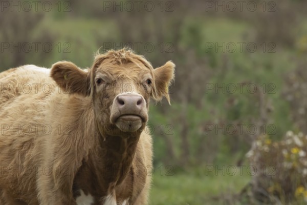 Domesticated cow or cattle (Bos taurus) adult farm animal in a grass field, Suffolk, England, United Kingdom, Europe