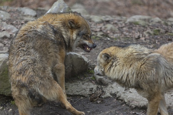 Social behaviour between two adult eurasian gray wolves (Canis lupus lupus), showing hierarchy