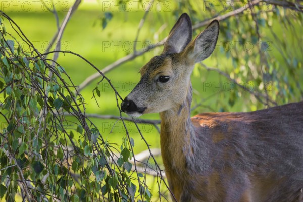 A female roe deer (Capreolus capreolus) eats fresh leaves from a tree