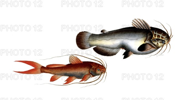 Fish, Fish, Fish genus from the family of the true catfishes within the order of the catfishes, Silurus erythropteruns, Silurus galeatus, Historical, digitally restored reproduction from an original from the 19th century, Record date not stated