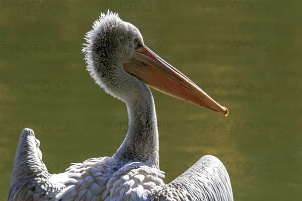 Pelican (Pelecanidae, Pelecanus), captive, Germany, Europe