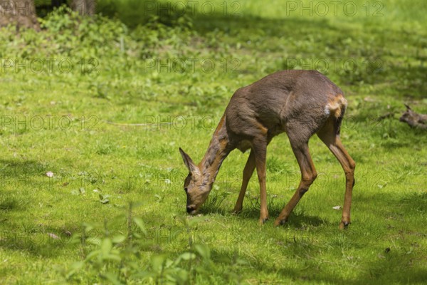 One female Roe Deer, (Capreolus capreolus), stands on a meadow at a forest edge