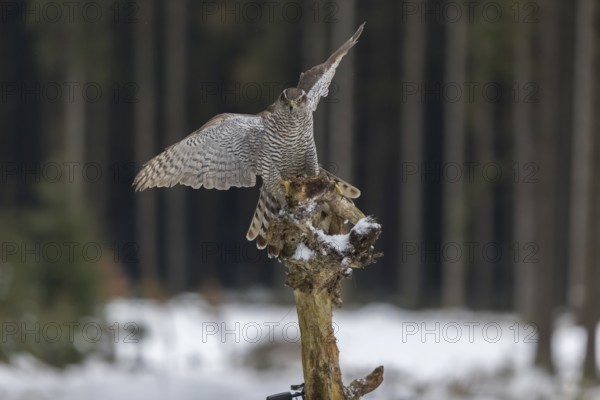Northern goshawk, Accipiter gentilis, flying through a forest in winter and lands on a dead branch of a tree