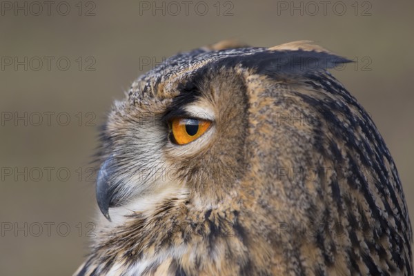 Portrait of an Eurasian Eagle Owl, Bubo bubo